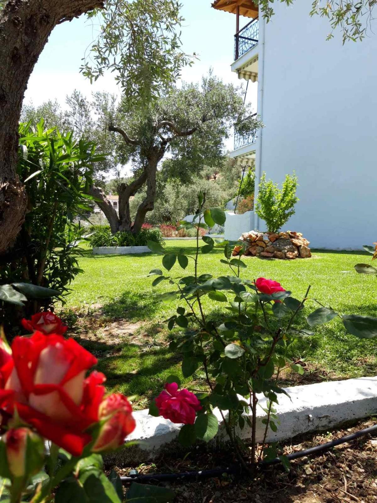 Olive Grove Studios Megali Ammos  Eksteriør bilde